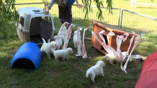 Les chiots de eldorado et ceux de Cadillac - 2013 - 5 et 4 semaines смотреть онлайн