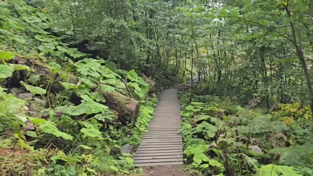 Красная Поляна, Тропа Реликтовый лес, 2024 смотреть онлайн