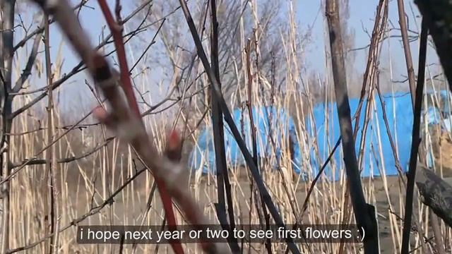 Cherry bud grafting on plum rootstock experiment смотреть онлайн