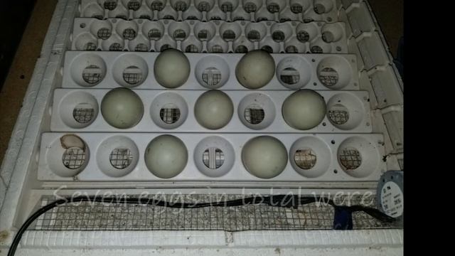 Duck egg heartbeat смотреть онлайн