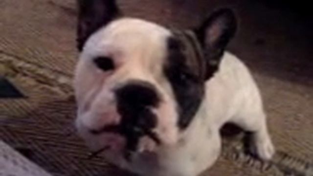 whiney bulldog смотреть онлайн