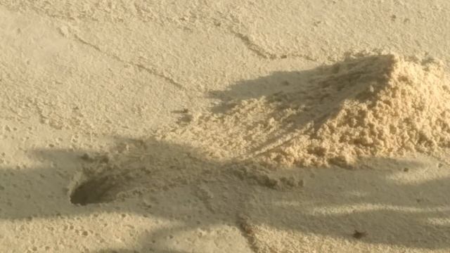 Краб роет нору на ночь смотреть онлайн