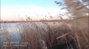 Охота на уток с духовым манком Кынат "Даарды-2"