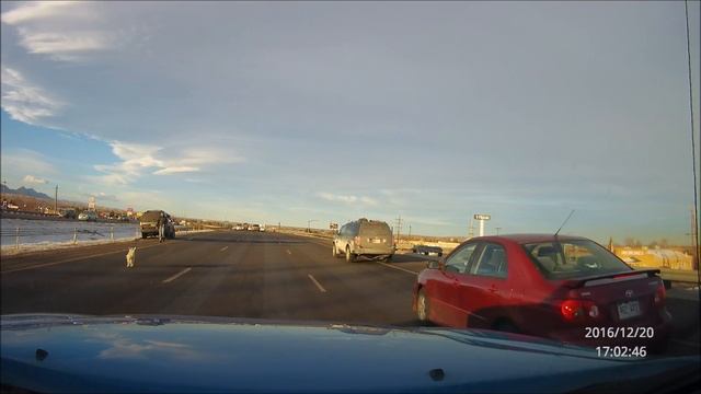 Think Twice Before Rolling Down Car Window for Your Pup || ViralHog смотреть онлайн
