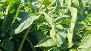 Перец Каптур F1, Краснодарский край, осень 2023.