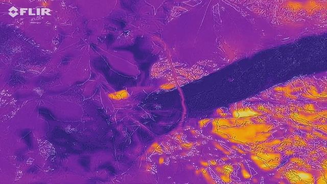 using Flir one pro to look for nesting birds' eggs смотреть онлайн