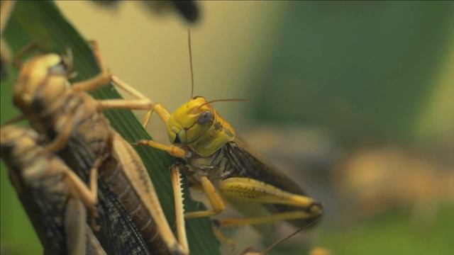 Does Climate Change Affect Ants? смотреть онлайн