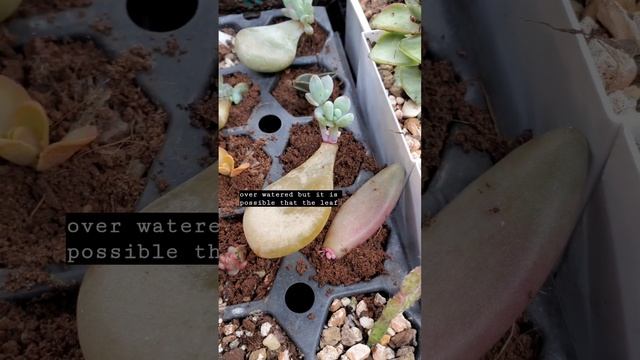 Leaf propagation problems... will it survive? #succulentobsessed #propagation смотреть онлайн