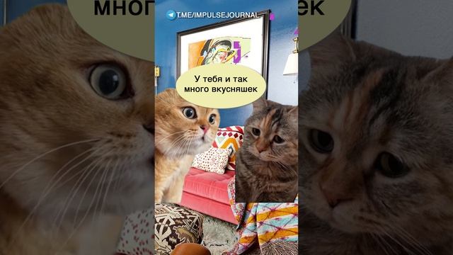 Просел бюджет #мыкотики #вмем #разговор #анекдот #шутки #кот #юмор #смешное #прикольно #мемы #cat смотреть онлайн