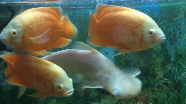 Rayappa Kasi Fishtank Symbiosis, Dharmaram College, Chavara Bhavan, Bangalore смотреть онлайн