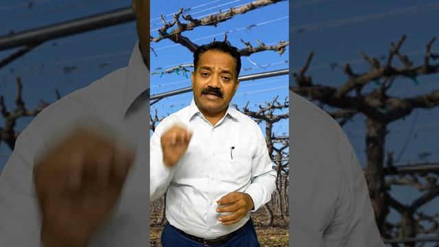 द्राक्ष शेतीत खर्च कसा कमी कराल...? Grape Master #agrisolution #farmersolutio #CropSolutions смотреть онлайн