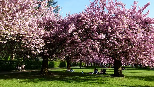 The Cherry Tree - English folk tune смотреть онлайн