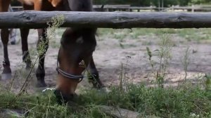 Просто лошади, жующие траву: три минуты счастья