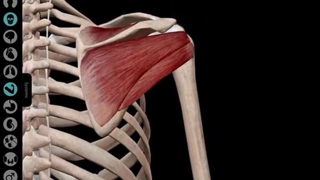 Human Anatomy Atlas 7 - iPad tutorial смотреть онлайн