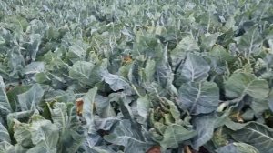 Овощи Растут. Цветная капуста Синерджи F1, Леканю F1, Гохан F1, Ферара F1 и Форталеза F1 в сравнении