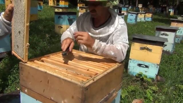 500+ Зачем к медосбору готовим медовики? смотреть онлайн