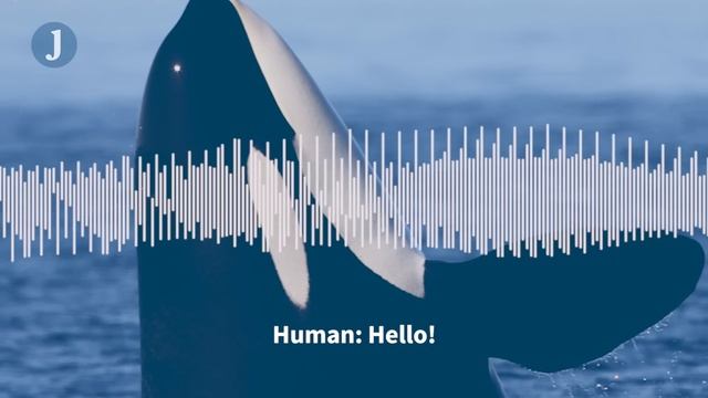 Listen to these Orca whales imitate human speech смотреть онлайн