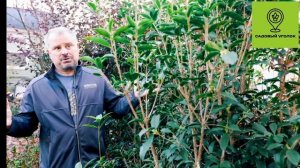 Османтус душистый
Osmanthus fragrans