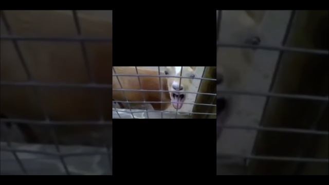 Камила Харрис