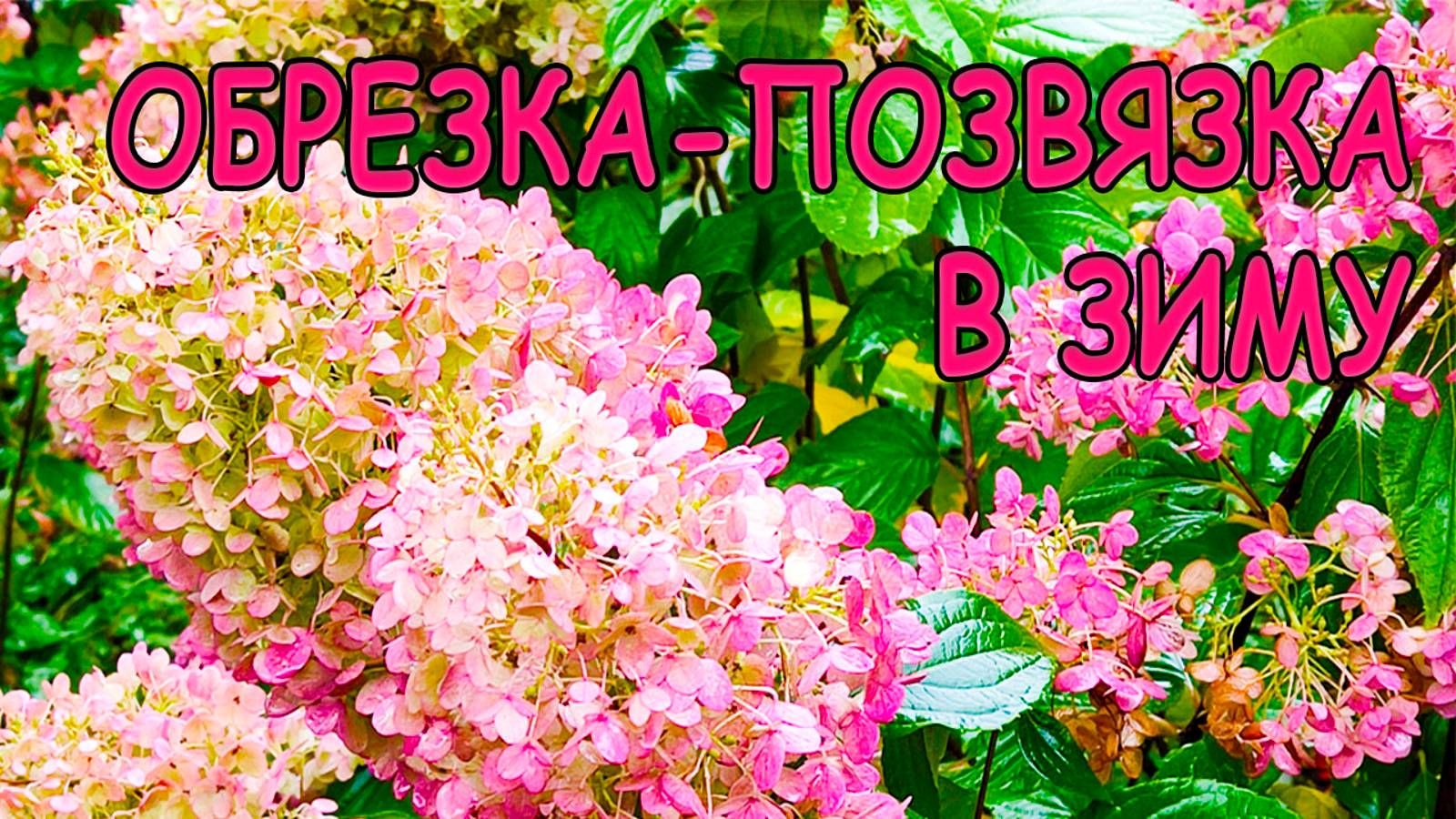 ⚡СДЕЛАЙ ЭТО С ГОРТЕНЗИЕЙ 🍂 ОСЕНЬЮ В ОКТЯБРЕ, ЧТОБЫ НЕ ПОЛОМАЛАСЬ ЗИМОЙ ОТ СНЕГА ❄ смотреть онлайн