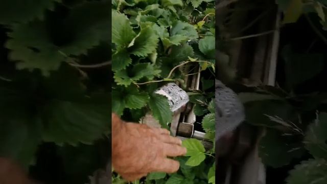 Защита клубники от мышей смотреть онлайн