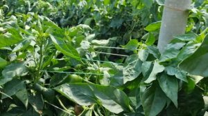 Новый кубовидный перец Аристотель.