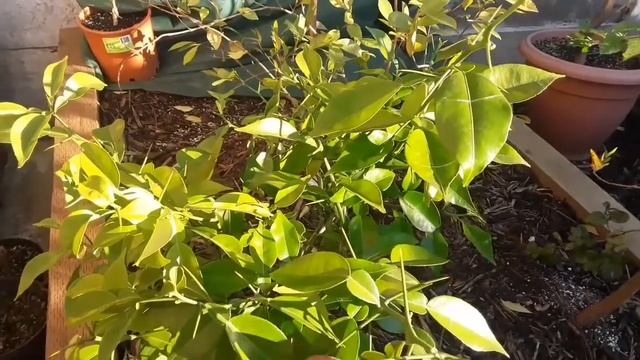 Citrus Yuzu March update, some minor leaf issues but otherwise looks fine 🤞 смотреть онлайн