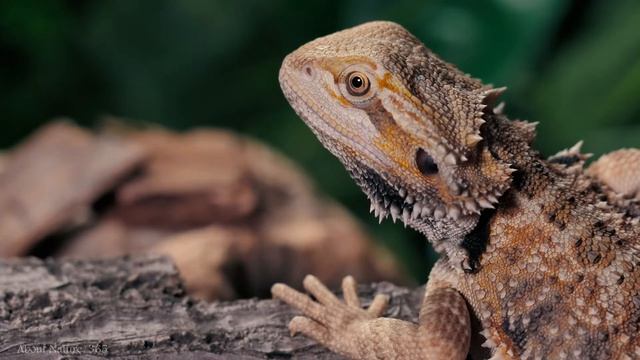 Amazing Animals in 8K and 4K TV and relaxing music for sleep,study, Animals for high Resolution TV. смотреть онлайн