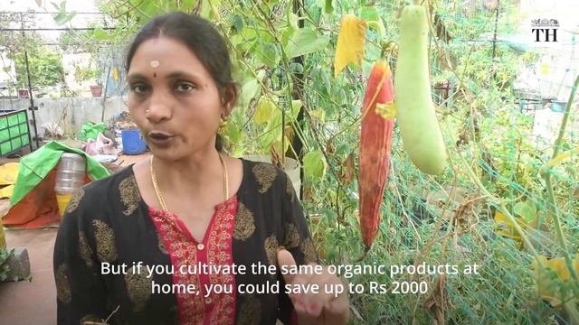 How are Chennai terrace gardeners beating inflation? | The Hindu смотреть онлайн