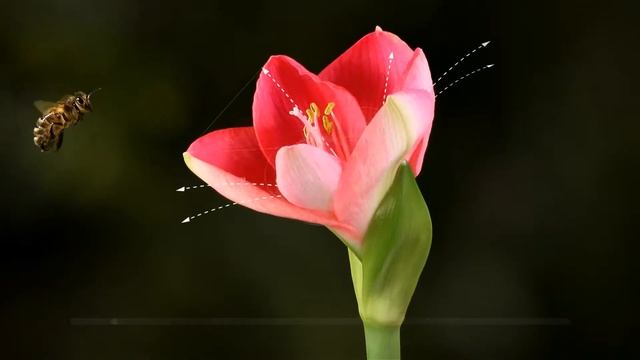 webOS - Launcher смотреть онлайн