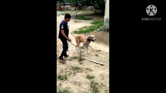 Extraordinary bully kutta (John ) check quality full heavy bone смотреть онлайн