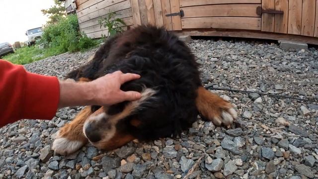 Бернский зенненхунд 9 лет обзор смотреть онлайн