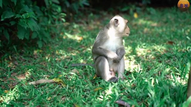 Mast Monkey Wild Animal Beautiful Beckground music free tune..VK Neture Beautiful channel смотреть онлайн