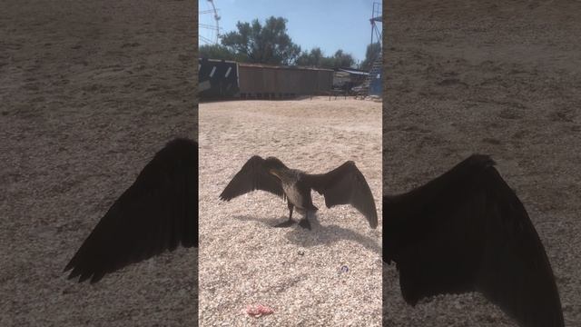 Птеродактиль смотреть онлайн