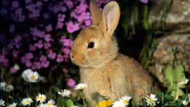 Animals HD Wallpapers смотреть онлайн