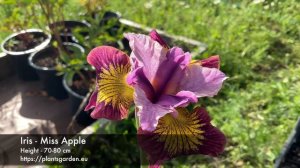 Iris - Miss Apple 4K