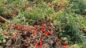 Томат сливка для всех.