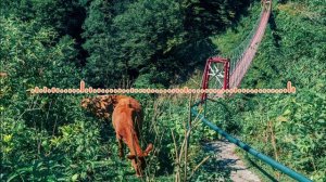 Шамиль Халадзиев - Лергу лергу (2024)