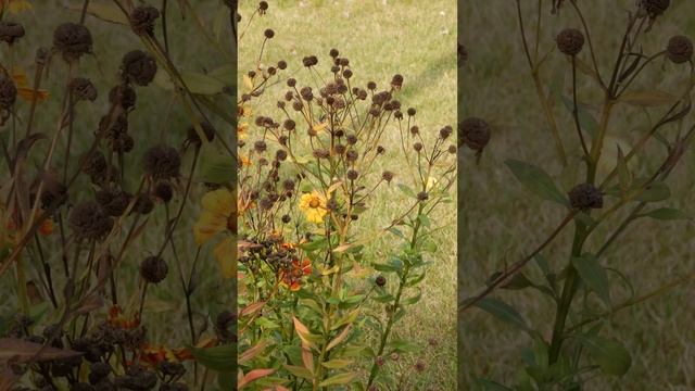 Цветы в сквере - октябрь 2024