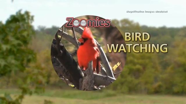 Zoomies Hands Free Binoculars смотреть онлайн
