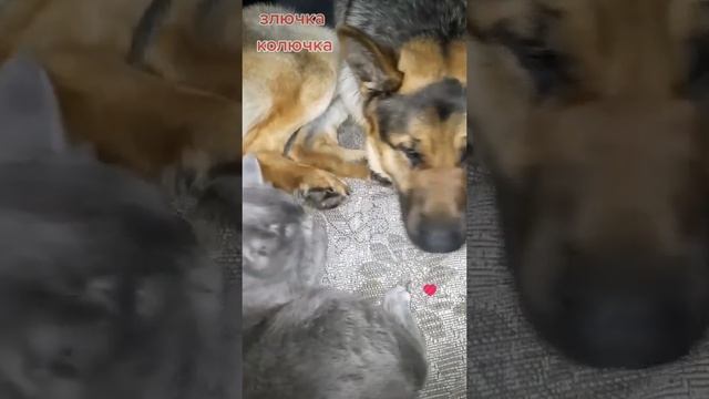 Злючка Барс смотреть онлайн