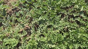 Арбуз Колоссео F1,  вес до 30 кг. 4 июля 2024 год.