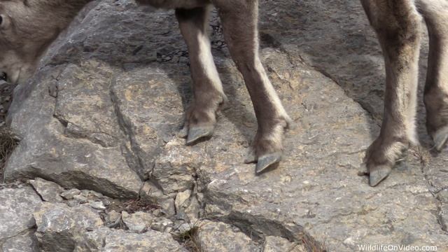 Bighorn Sheep Struttin' into the Rut смотреть онлайн