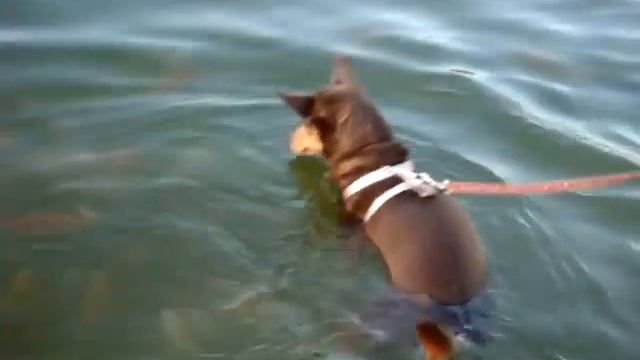 Dog Gone Fishing..... смотреть онлайн