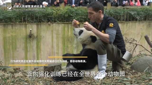 The Behavior Research Of Giant Pandas | iPanda смотреть онлайн