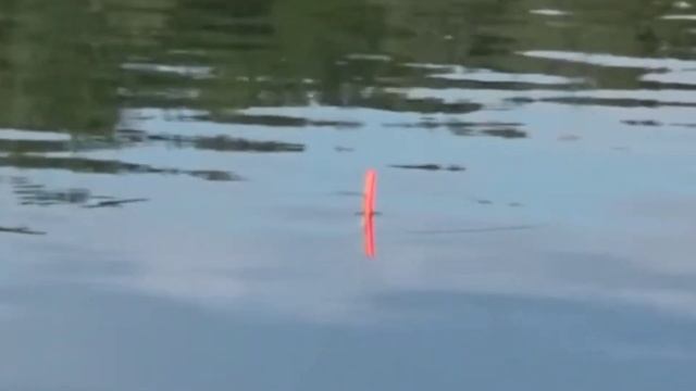 RAHASIA UMPAN IKAN MAS.. 4 Macam Umpan Ikan Mas Paling Teratas