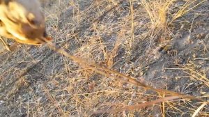 Ловля птиц орнитологической сетью 18.11.18