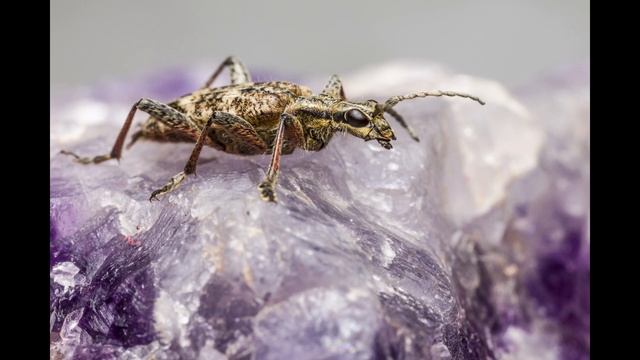 Cardinale Giacomo Biffi: Meditazioni. смотреть онлайн