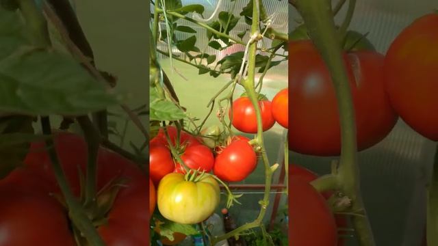 Томат БАБУШКИНО. смотреть онлайн