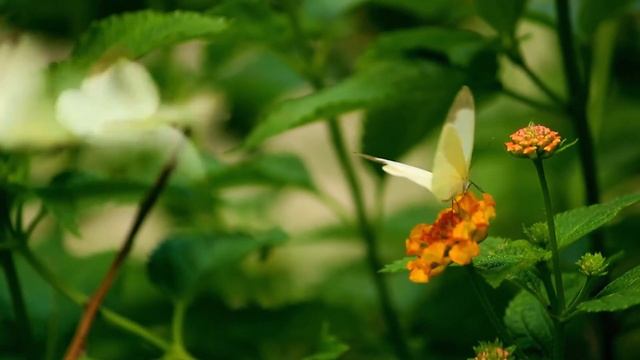 🚩Небесные бабочки. Музыка расслабление, сон, отдых ! Heavenly Butterflies. Relaxation Sleep Rest!